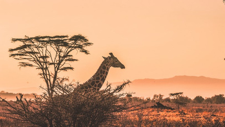 Nairobi, Kenya.jpg